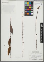 Foto von Salix rigida Muhl.
